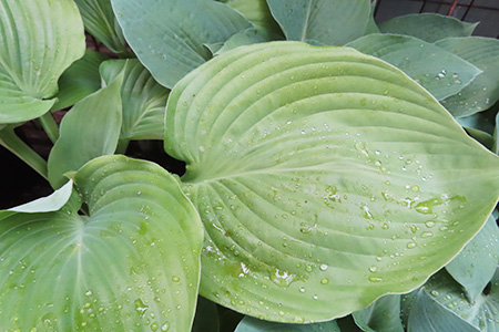 Sum and Substance Hosta