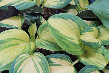 Great Expectations Hosta