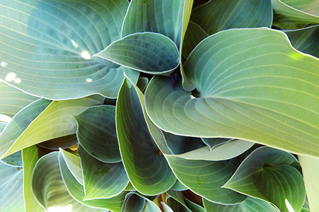 Halcyon Hosta