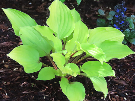 Fire Island Hosta。