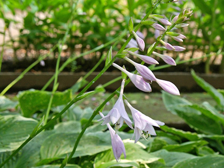 ホスタの花