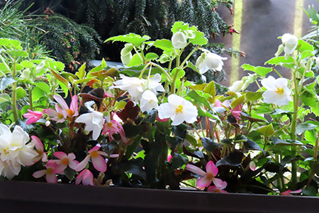 プランターのベゴニア