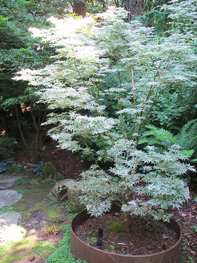 班入りのモミジ