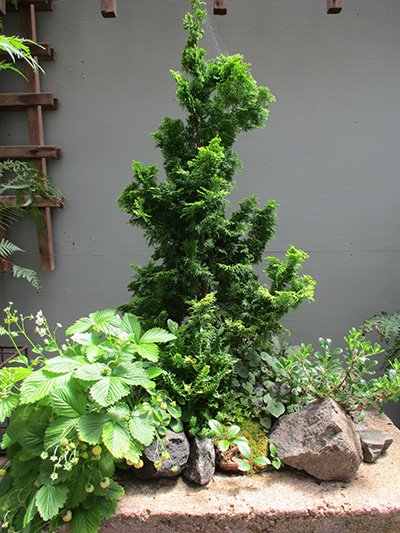 日陰でもOKな植物の寄せ植え