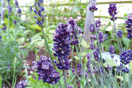  English Lavender