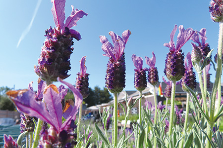 Spanish Lavender