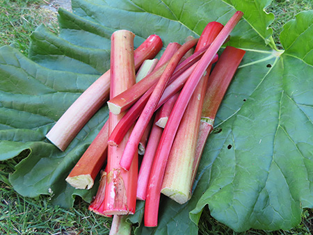 ルバーブの茎と葉