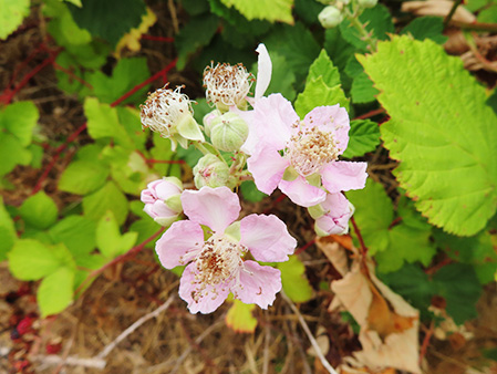ヒマラヤブラックベリーの花