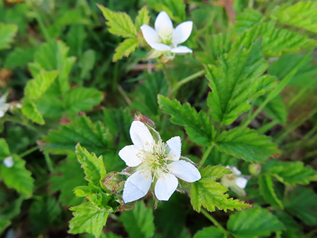 トレイリングブラックベリーの花