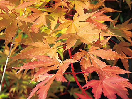 Coral Bark Japanese Maple