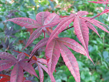 Emperor Japanese Maple