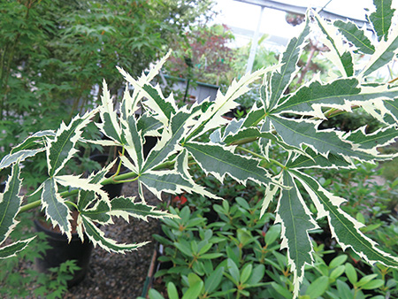 Butterfly Japanese Maple