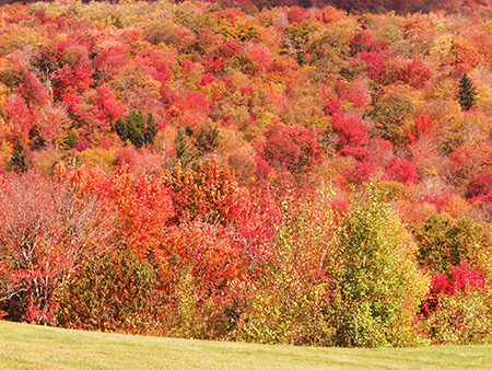 落葉樹が絵画のよう