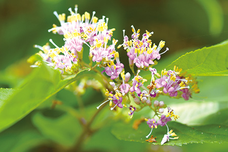 ビューティーベリーの花