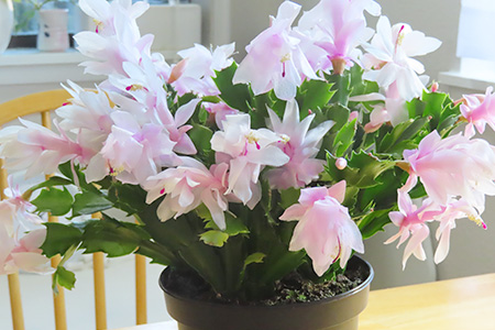 サンクスギビング・カクタス 色違い