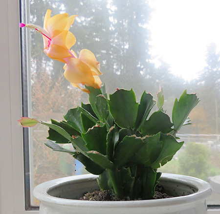 ２年目のサンクスギビング・カクタス