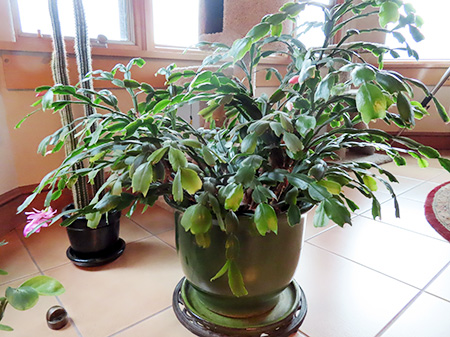 キャシーの大株のカクタス