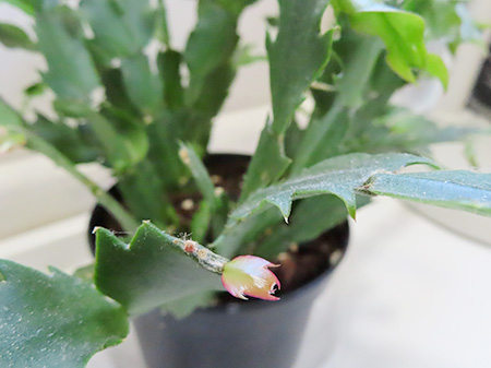 サンクスギビング・カクタス　新芽