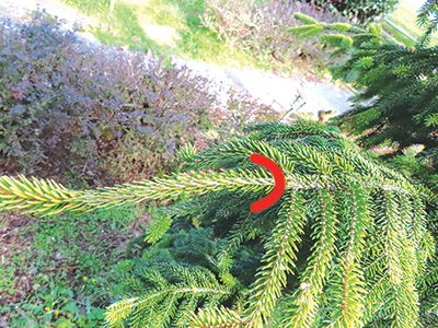 クリスマスツリー　鉢植え　剪定方法