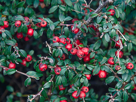 コトネアスター