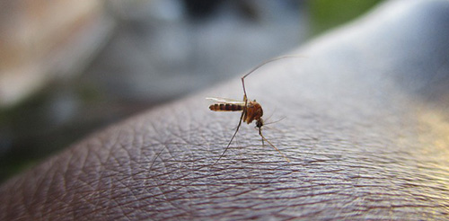アメリカの防虫剤　蚊