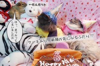 今年のバースデー・ケーキ