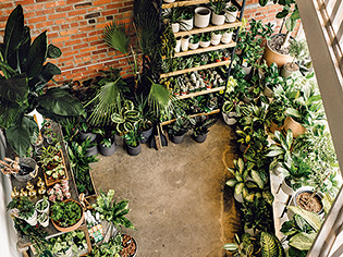 Glasswing Greenhouse