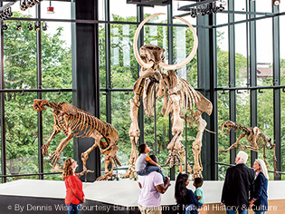 The Burke Museum of Natural History and Culture