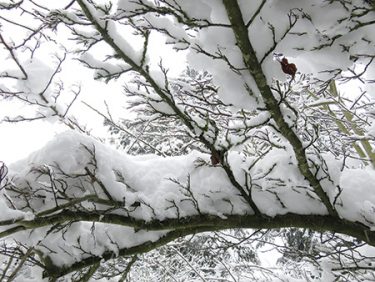 雪が降る前に庭木のチェック