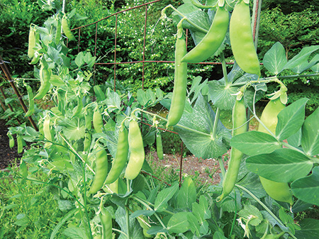 簡単！種から野菜を作ってみよう