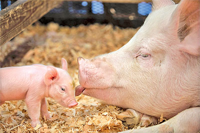 Washington state fair
