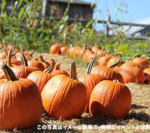 パンプキン畑