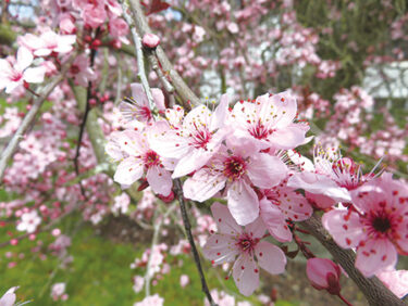 あれは、桜？