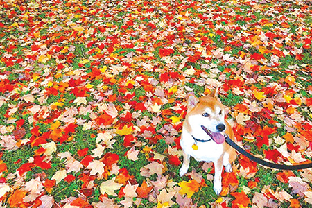 我らノースウエスト園芸部2023年10月