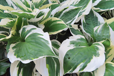 日陰の庭のススメ