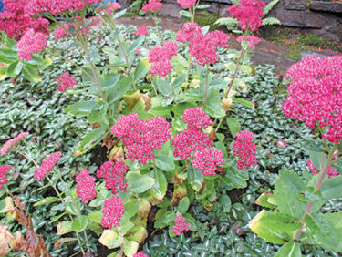 セダムのススメ