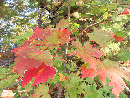 我らノースウエスト園芸部2025年10月