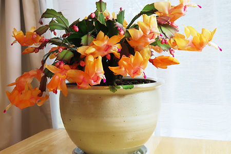 我らノースウエスト園芸部　2025年11月