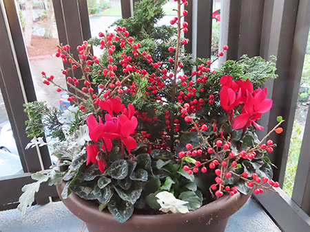 我らノースウエスト園芸部2025年12月