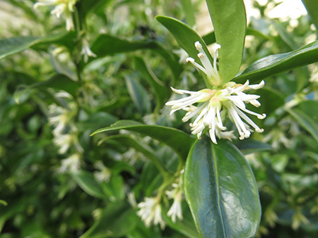 我らノースウエスト園芸部　2026年1月