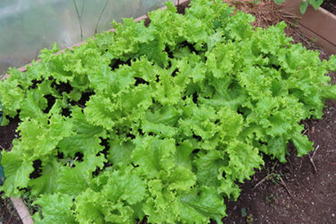 プランターでレタス作り