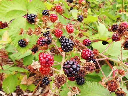 我らノースウエスト園芸部　2026年8月号