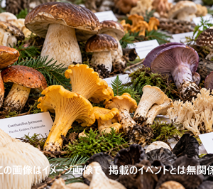 キノコイベント用イメージ