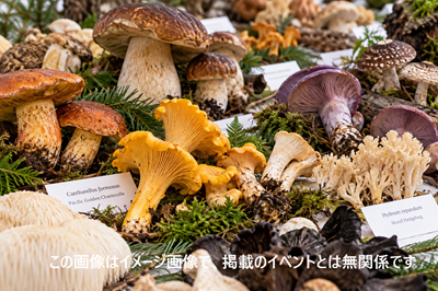 キノコイベント用イメージ