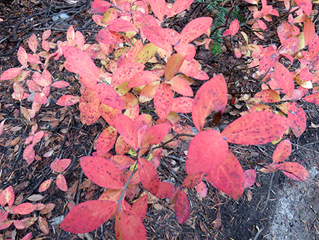 我らノースウエスト園芸部　2026年10月